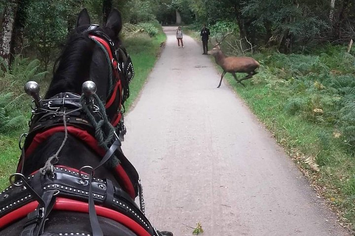 Killarney National Park Tour  - Photo 1 of 12