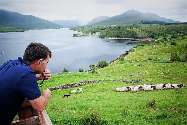 Visit traditional working sheep farm & sheepdog demo. Galway. Guided. 1 ½ hours. - Photo 1 of 7