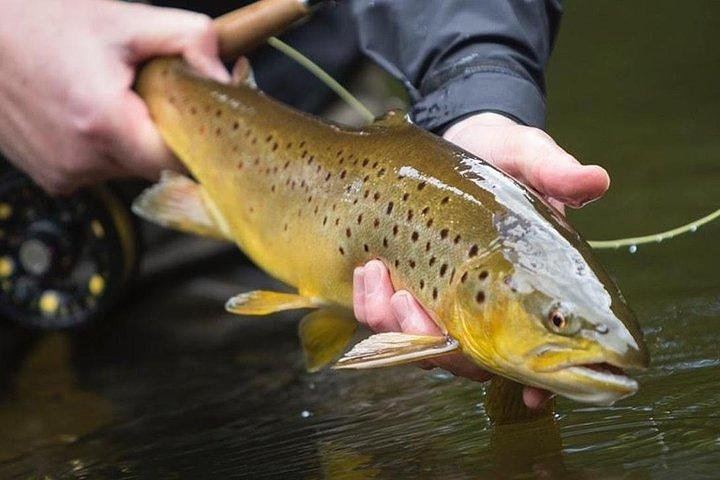 Wild Brown Trout fishing. Lough Corrib. French speaking Ghillie/Guide. Full day. - Photo 1 of 6