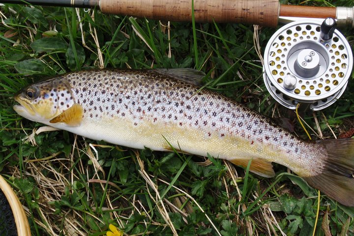 brown trout catch