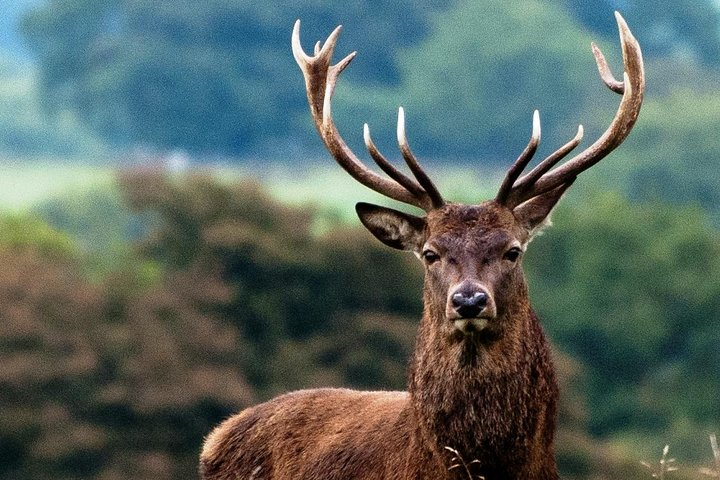 Wild Red Deer Viewing Safari, Connemara. Guided 3hrs - Photo 1 of 6