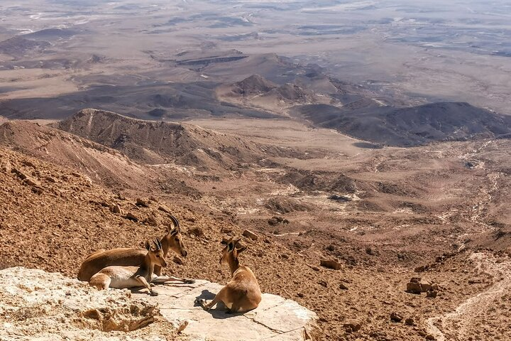 Ramon crater Jeep tours from Mitzpe Ramon - Photo 1 of 6