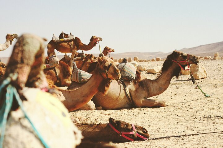 Travel To Jericho & Jordan River Half Day Tour From Jerusalem - Photo 1 of 3