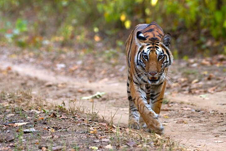 The majestic Bengal tiger