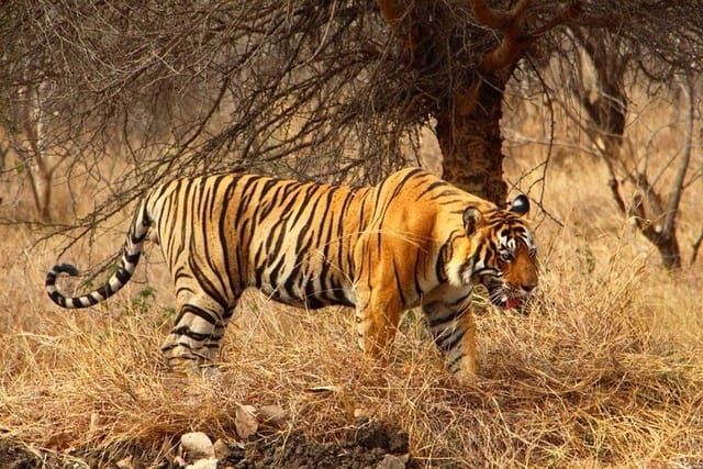 2 Days Ranthambore Tiger Safari with Tickets - Photo 1 of 2