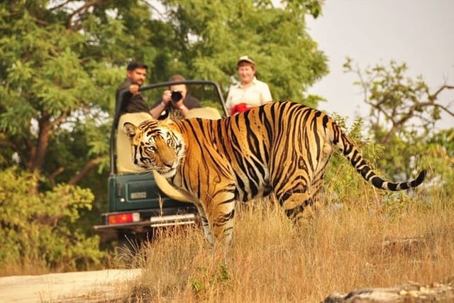 3-Hour private Safari in Ranthambore Tiger Reserve - Photo 1 of 10