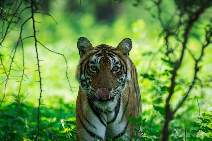 3-Hour Shared Safari in Ranthambore Tiger Reserve  - Photo 1 of 2