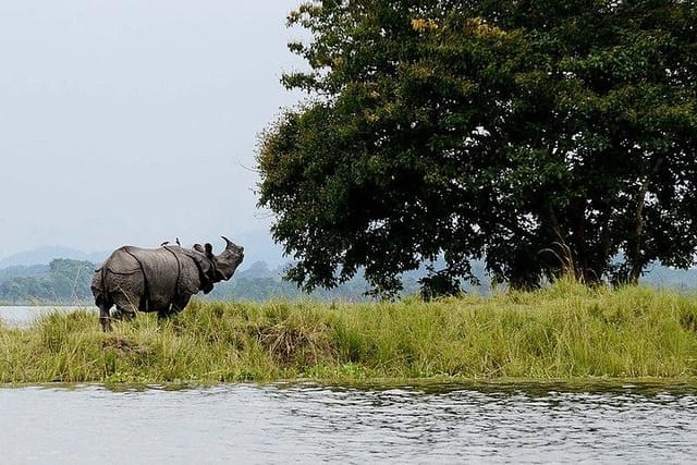 4d-3n-kaziranga-safari-special_1