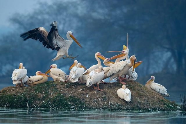 Bharatpur bird sanctuary