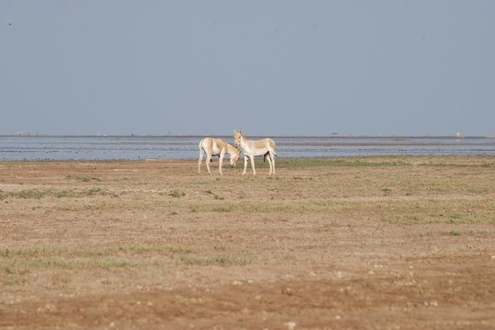 A Visit to The Rare Indian Wild Donkey - A Jeep Safari - Photo 1 of 10