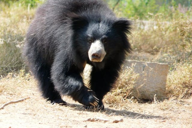 agra bear rescue facility