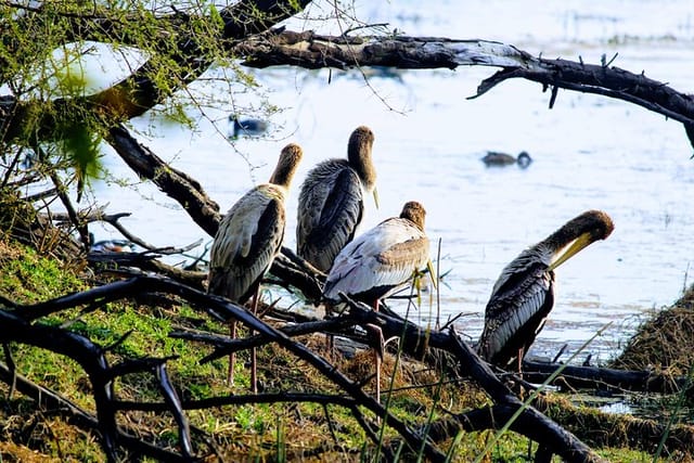  Bharatpur Birding adventure from Delhi - Photo 1 of 9