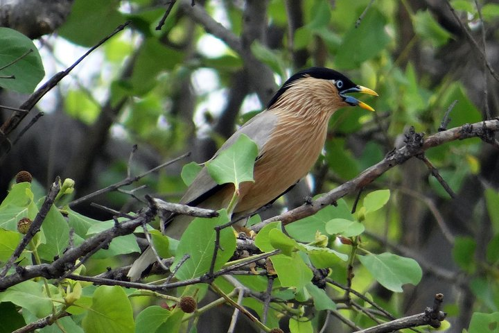 Bharatpur Birding tour from Agra - Photo 1 of 5