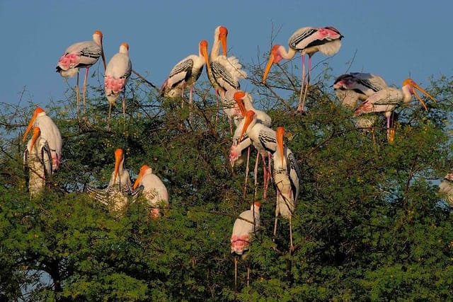 Bird watching in Bharatpur - Photo 1 of 7