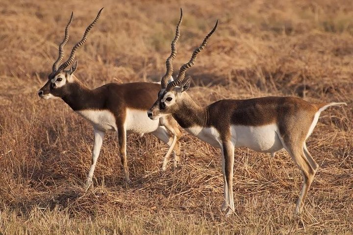 Blackbuck Safari from Ahmedabad - Photo 1 of 25