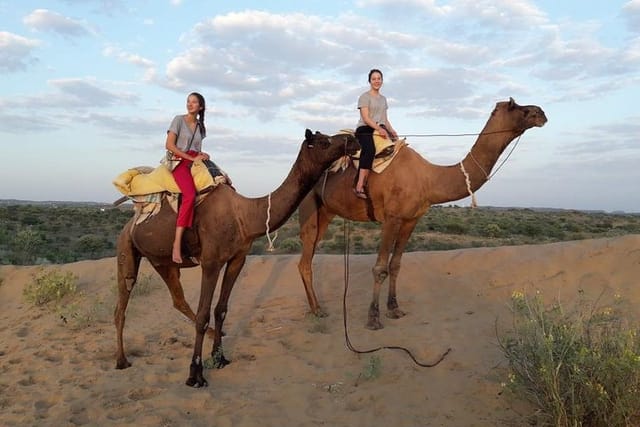 Group of camel