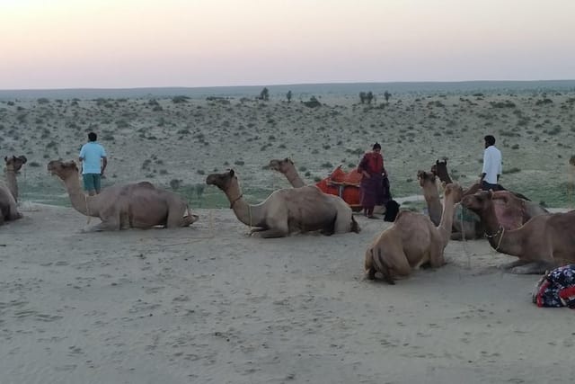 Camel Safari - Photo 1 of 6