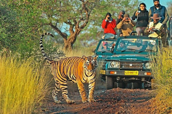 Book ranthambore tiger safari