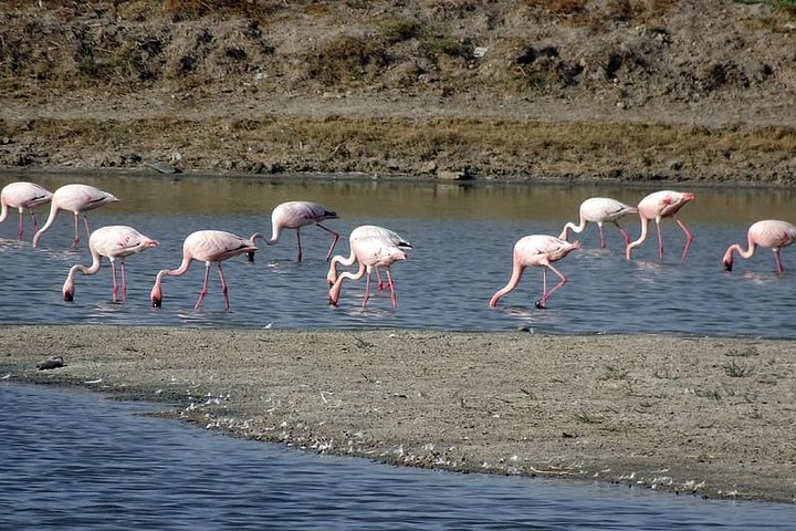 Day Excursion to Little Rann Of Kutch from Ahmedabad - Photo 1 of 6