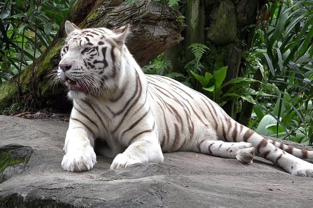 White tiger