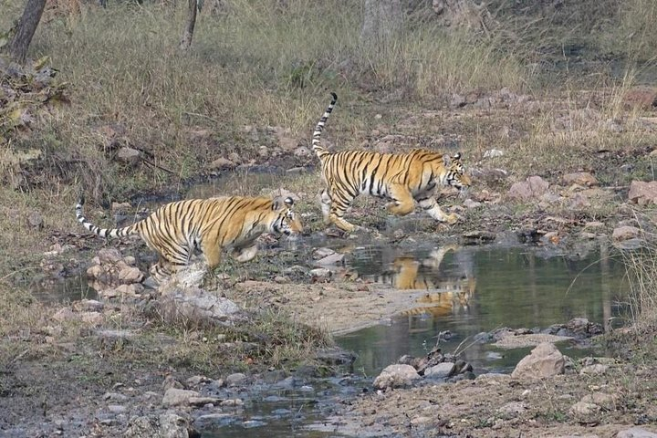 Exclusive Ranthambore Tiger Safari  - Photo 1 of 2