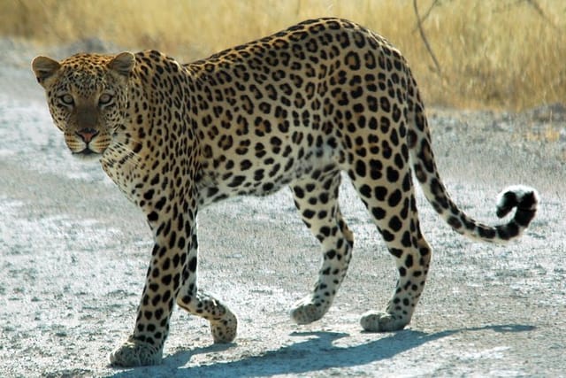 Leopard