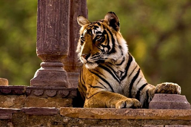 Ranthambore National Park