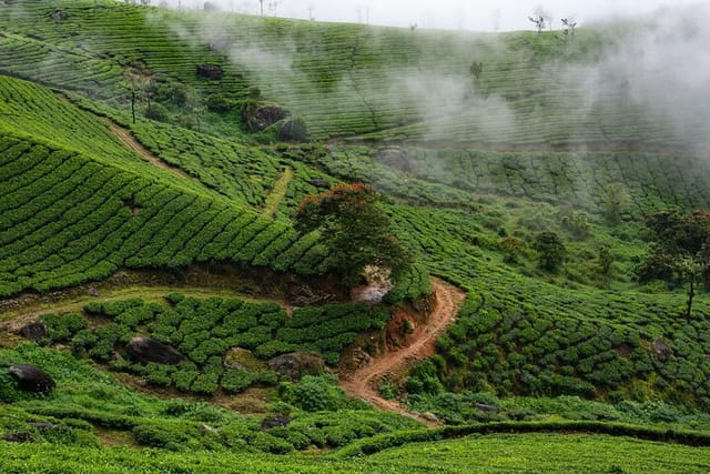 Trekking through the lush tea gardens of Munnar—a journey of serenity, panoramic views, and the invigorating aroma of fresh tea leaves