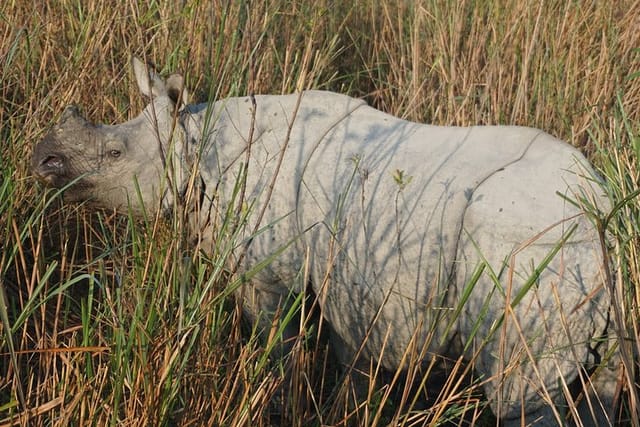 Guwahai, Kaziranga & Majuli Island Tour - Photo 1 of 11