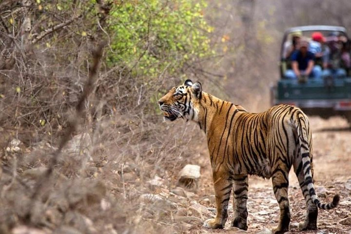 Ranthambore Tiger Safari