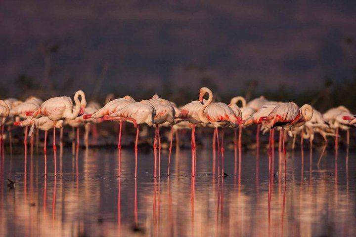 A Sea Of Pink - Greater Flamingos