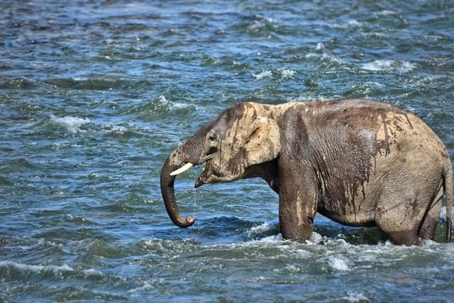 Elephant bath @ Corbett