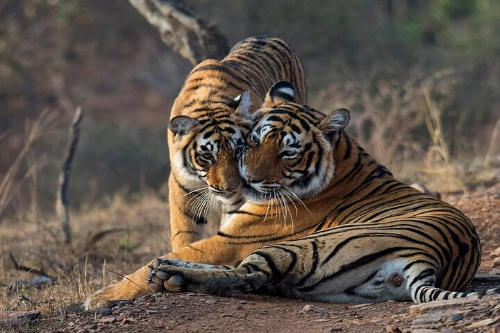 Tiger Sightseeing At Ranthambore