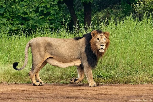 jeep-safari-a-skip-the-line-access-to-devalia-safari-park-india_1