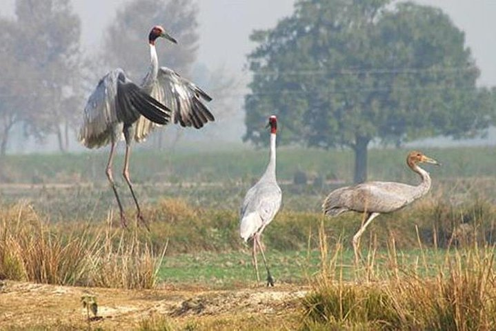 Jeep Safari For Sarus Cranes At National Chambal Sanctuary From Agra - Photo 1 of 7