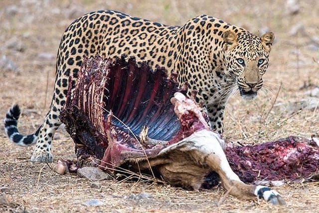 Jhalana Guided Leopard Safari - Jaipur - Photo 1 of 4