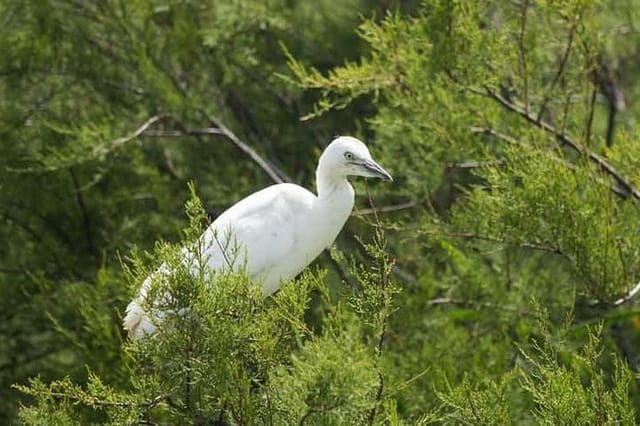 Karnala Bird Sanctuary