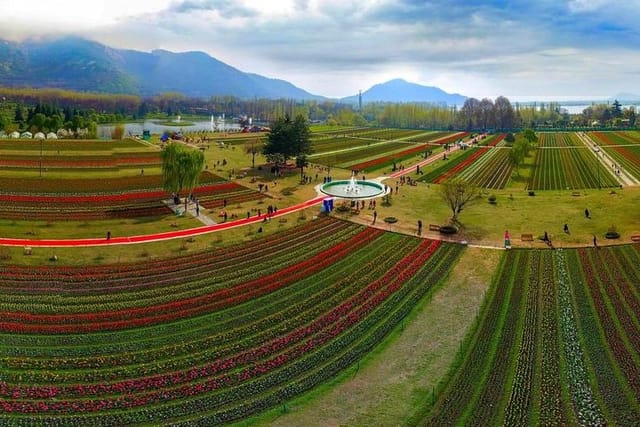 Kashmir Tulip Garden