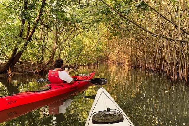 Kayaking through mangrove forest tunnel.