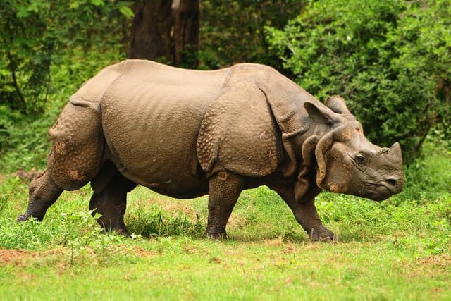 Indian 01 Horned Rhino