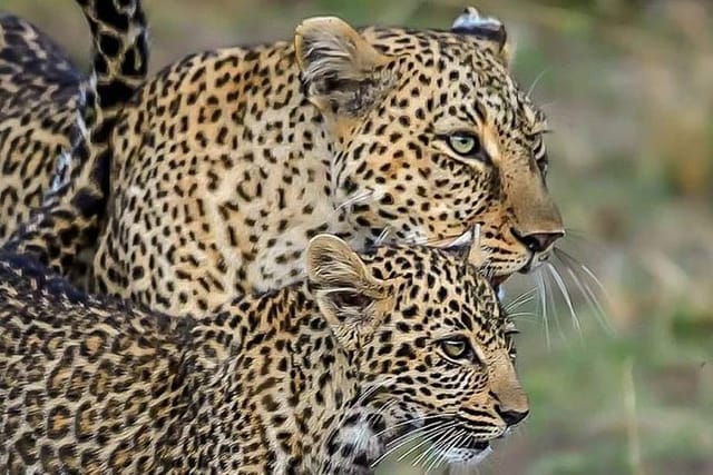 Leopard Safari in 4x4 Vehicle in Jhalana Park Including Transfers - Photo 1 of 15