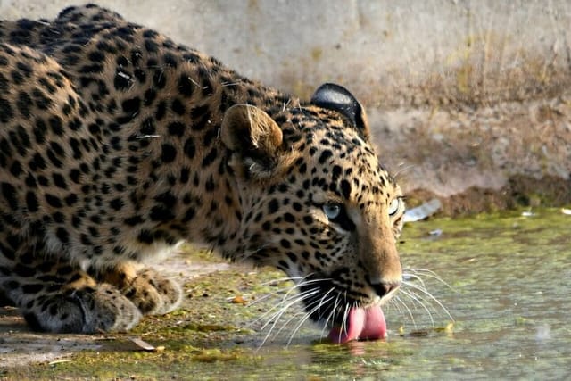 Leopard Wildlife Safari at Amagarh Panther Safari Park Including Pick Up & Drop - Photo 1 of 17