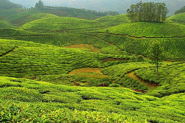 Munnar Excursion from Cochin (1N/2D) - Photo 1 of 9