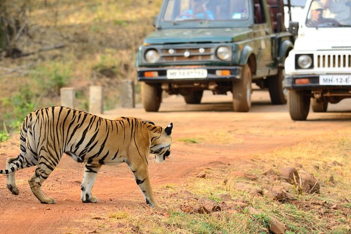 Nagpur to Bhopal via Pench & Satpura National Park - Photo 1 of 13