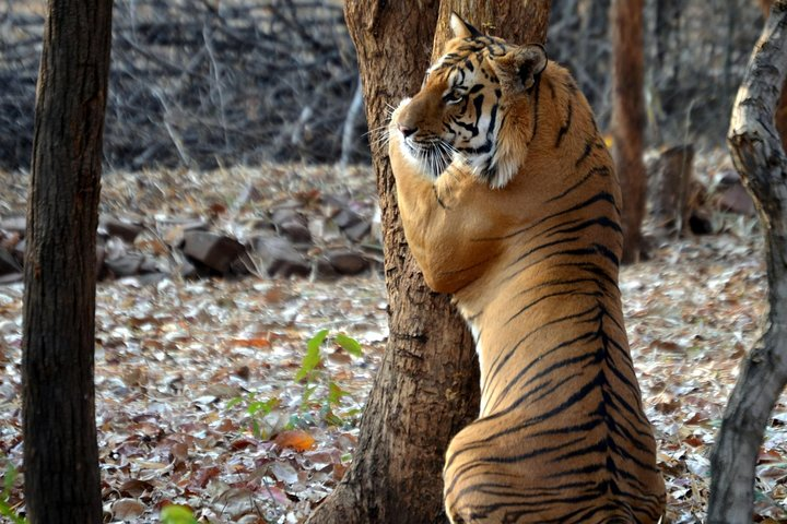 Nagpur to Pench & Satpura National Park, Tiger Safari Tour - Photo 1 of 8