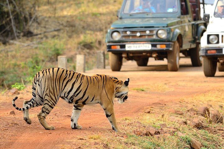 Nagpur to Vizag Tribal Villages & Tiger Safari - Photo 1 of 16