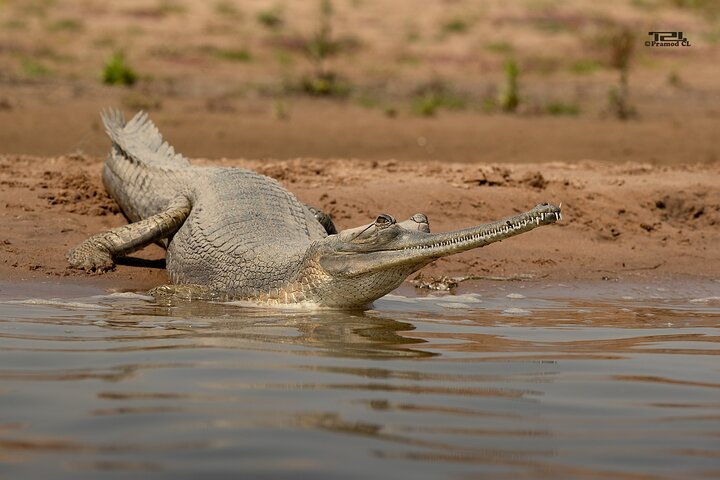 National Chambal Sanctuary and Alligator Day Tour from Sawai Madhopur - Photo 1 of 7