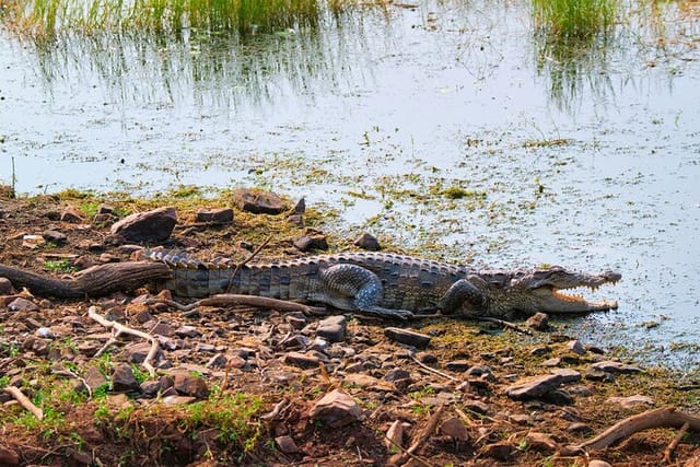 National Chambal Sanctuary with Shared River Safari & Transfers - Photo 1 of 6