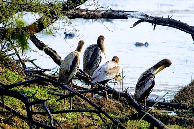 Okhla Bird Sanctuary tour in Delhi - Photo 1 of 10