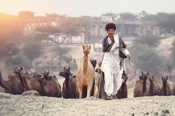 Pushkar Fair